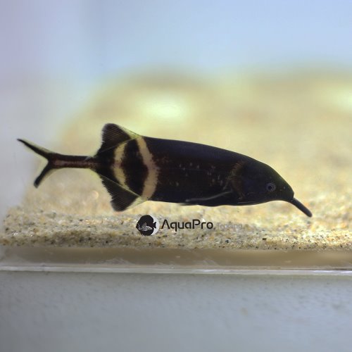 [모르미리과]Gnathonemus  petersii 엘리펀트노우즈