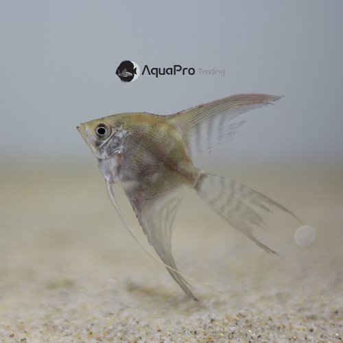 [엔젤피쉬] &quot;Redneck Manacapuru angelfish&quot; long fin 마나카푸르레드백엔젤 롱핀