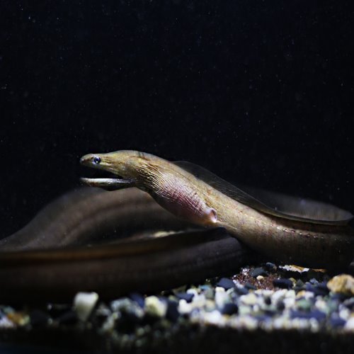 [곰치] Vampare moray eel 뱀파이어 담수곰치