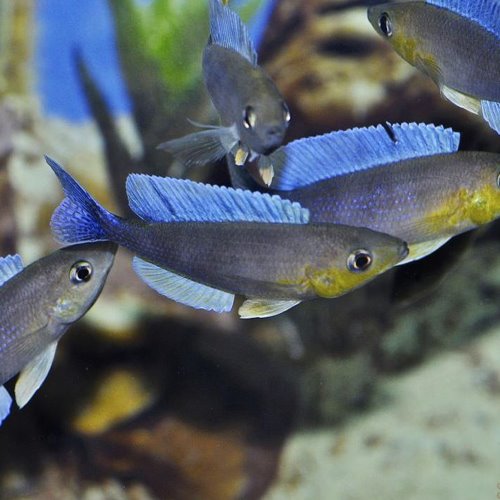[탕어] Cyprichromis leptosoma Livua 렙토소마 리부아