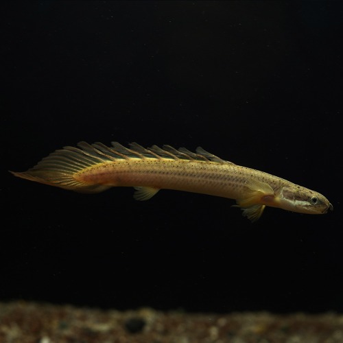 [고대어]Polypterus senegalus &quot;longfin&quot; 세네갈롱핀