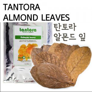 탄토라 알몬드 잎 XL사이즈