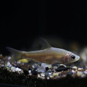 [바브] balantiocheilos melanopterus &quot; golden &quot; 골든실버샤크