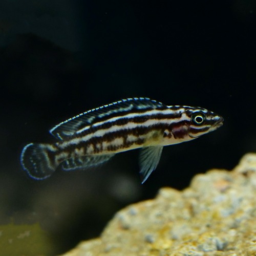 [탕어]julidochromis regani 쥴리레가니